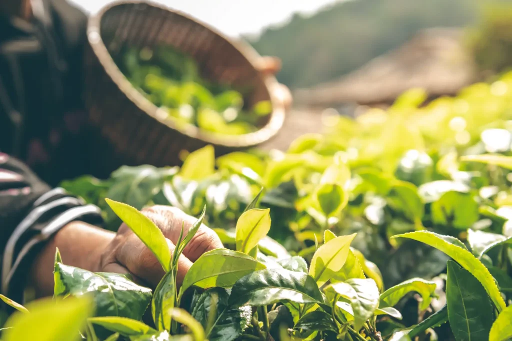 A person's hand is harvesting greenery with a small basket in the foreground and mountains in the background.
